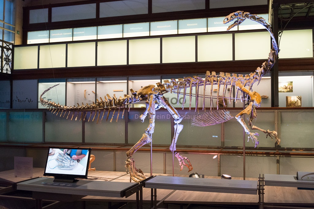 Plateosaurus in Brussels